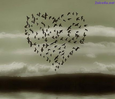 El amor en la vida silvestre: Aves en el cielo formando un corazon.