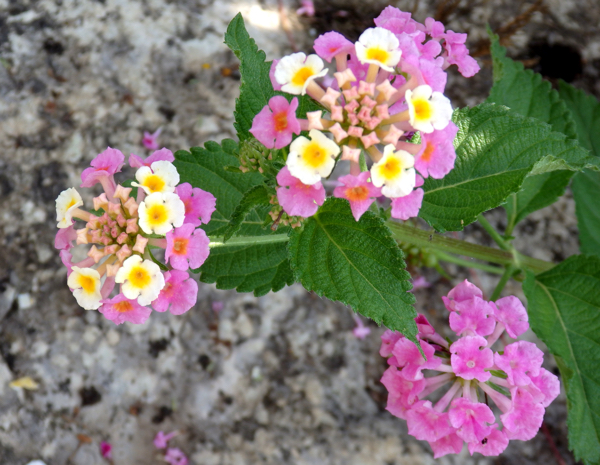 Algunas plantas que florecen en agosto.