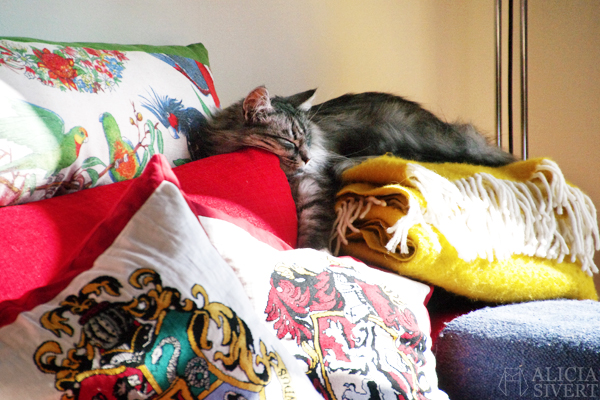 Katten Vifslan, foto av Alicia Sivertsson.