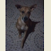 Cachorro é esfaqueado e depois tem corpo queimado na cidade Patos