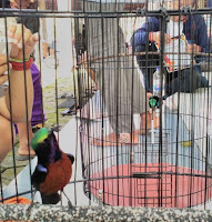 Kolibri Ninja Cas KOlibri Ninja Gacor Untuk Lomba