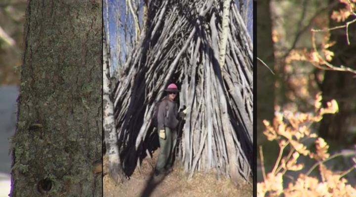 Huge Wooden Structures Mystify Forest Officials In New Mexico