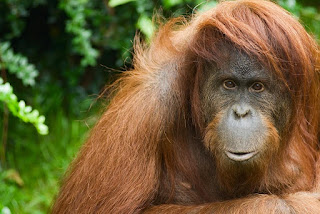 India's Last Orangutan 'Binny' Died at  Nandankanan Zoological Park