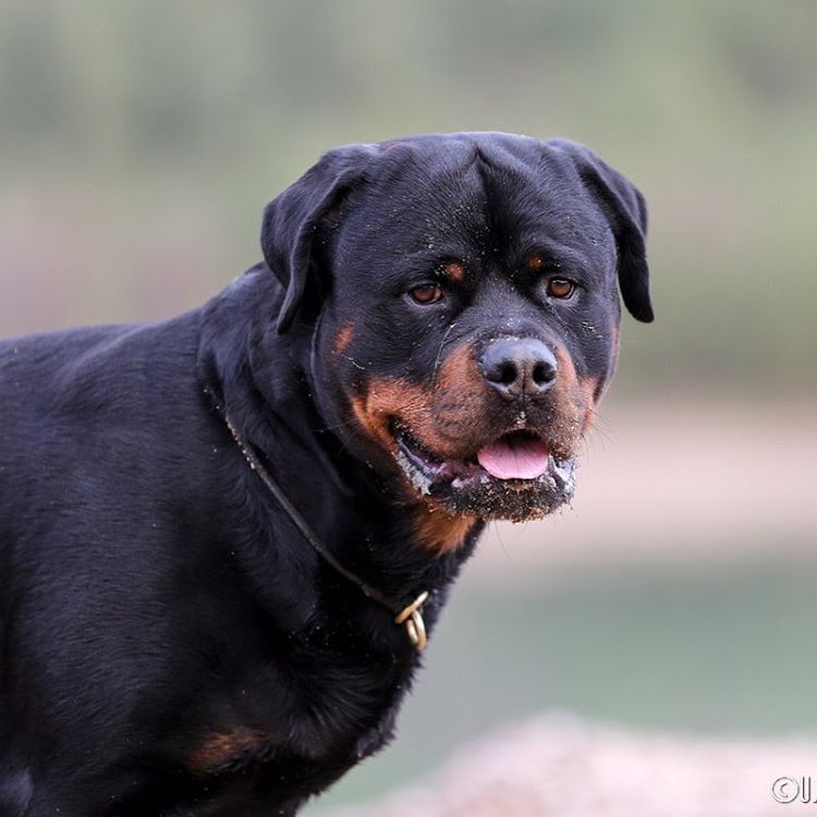 Best friend! Rottweiler! My Interests
