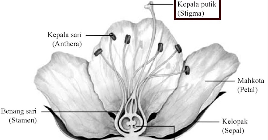 Fungsi Putik pada Bunga Ilmusiana