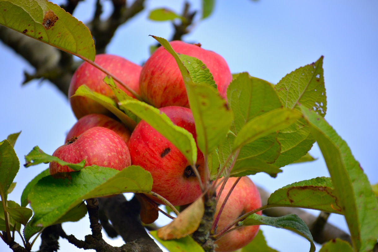 El Camino de Santiago desde Asturias 10/01/2012 11/01/2012