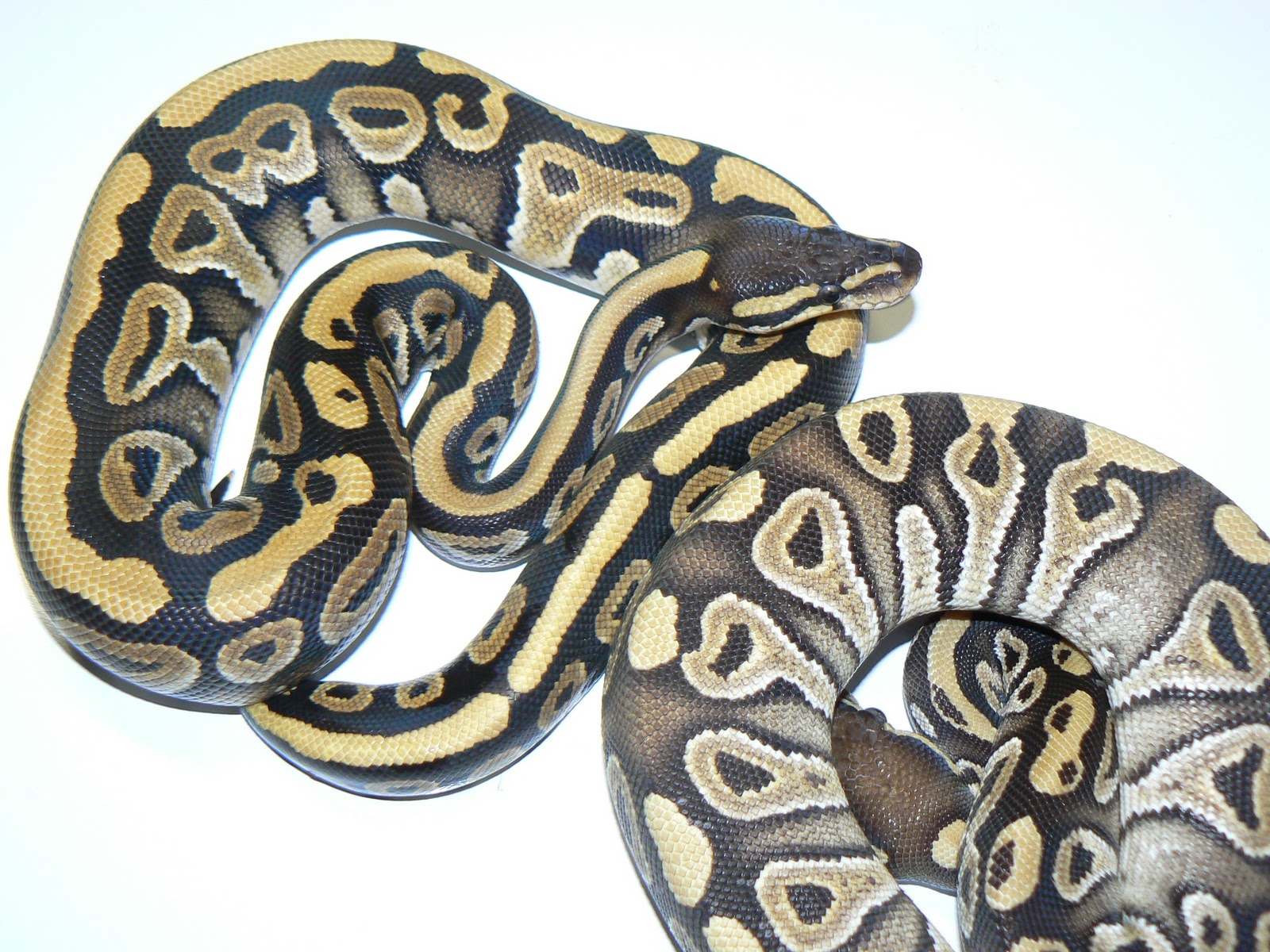 Heather's Herps: Mystic versus Mojave