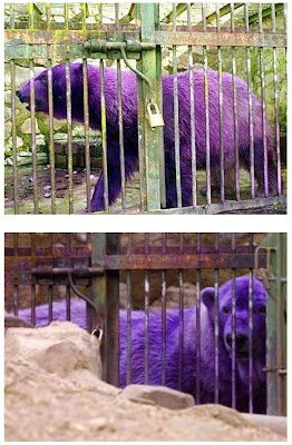 Purple Polar Bear