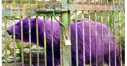 My Crazy Email: Purple Polar Bear