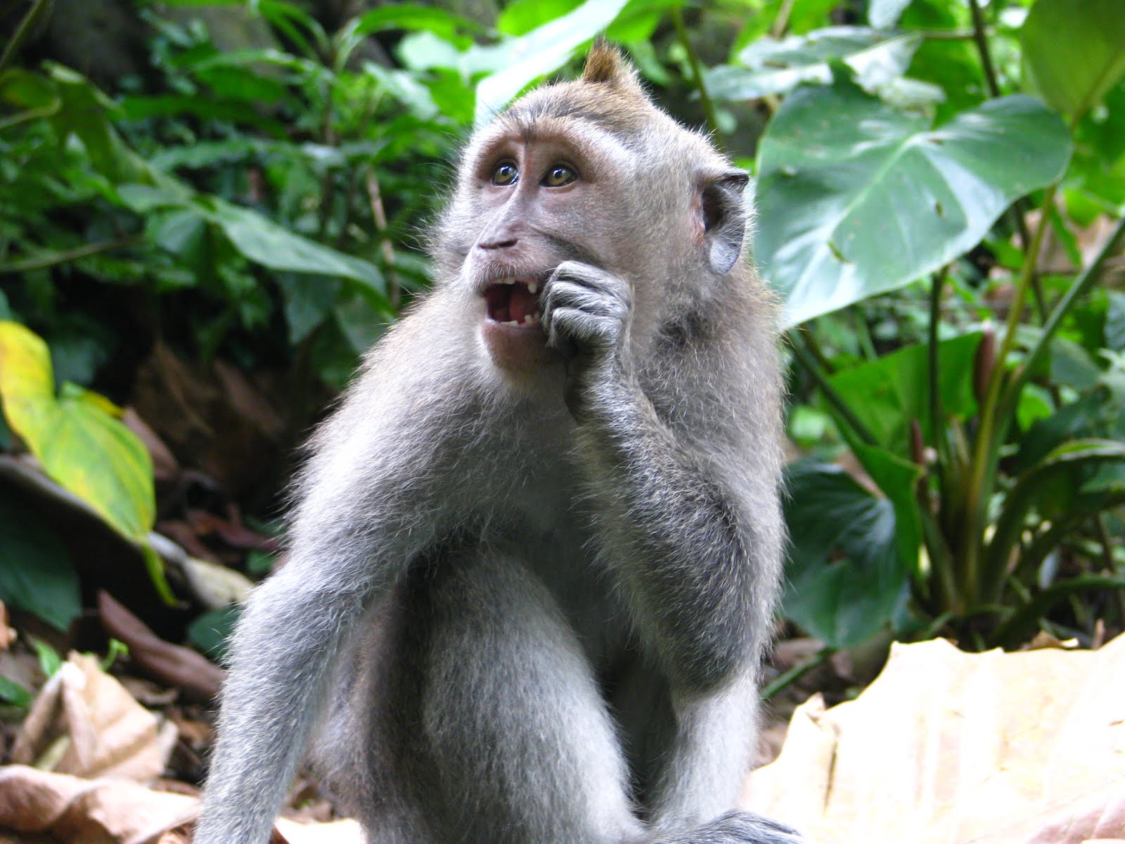 Fabulous At Fifty! Jump, Monkey, Jump!