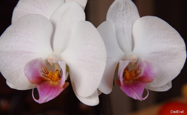 Orchidées