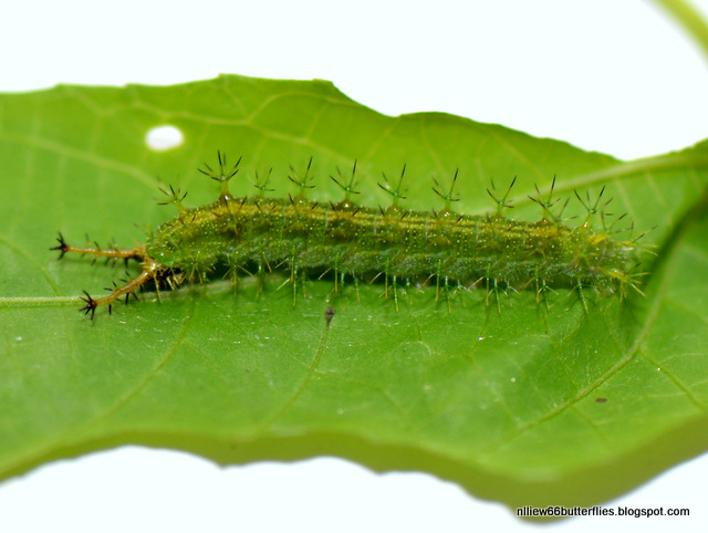 The Forested Path (and Beyond): BUTTERFLIES of RAUB: The Common Castor ...