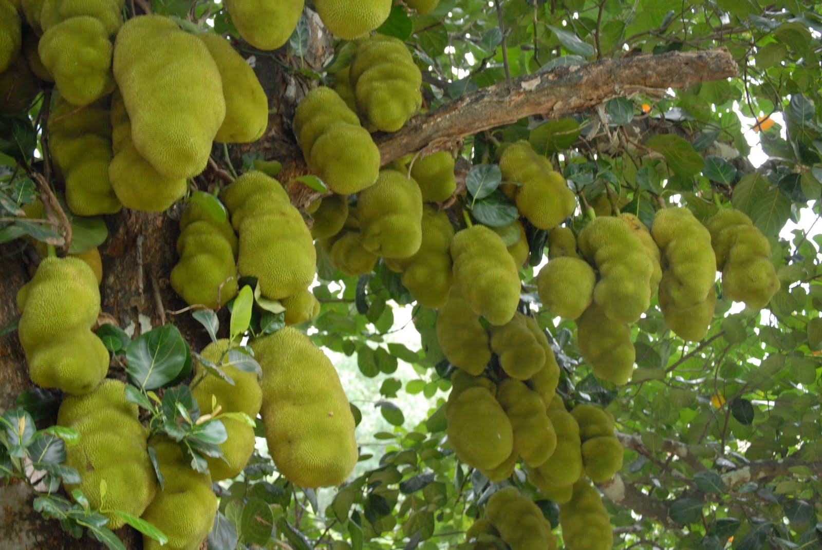 Trees Artocarpus heterophyllus Jackfruit Jack fruit