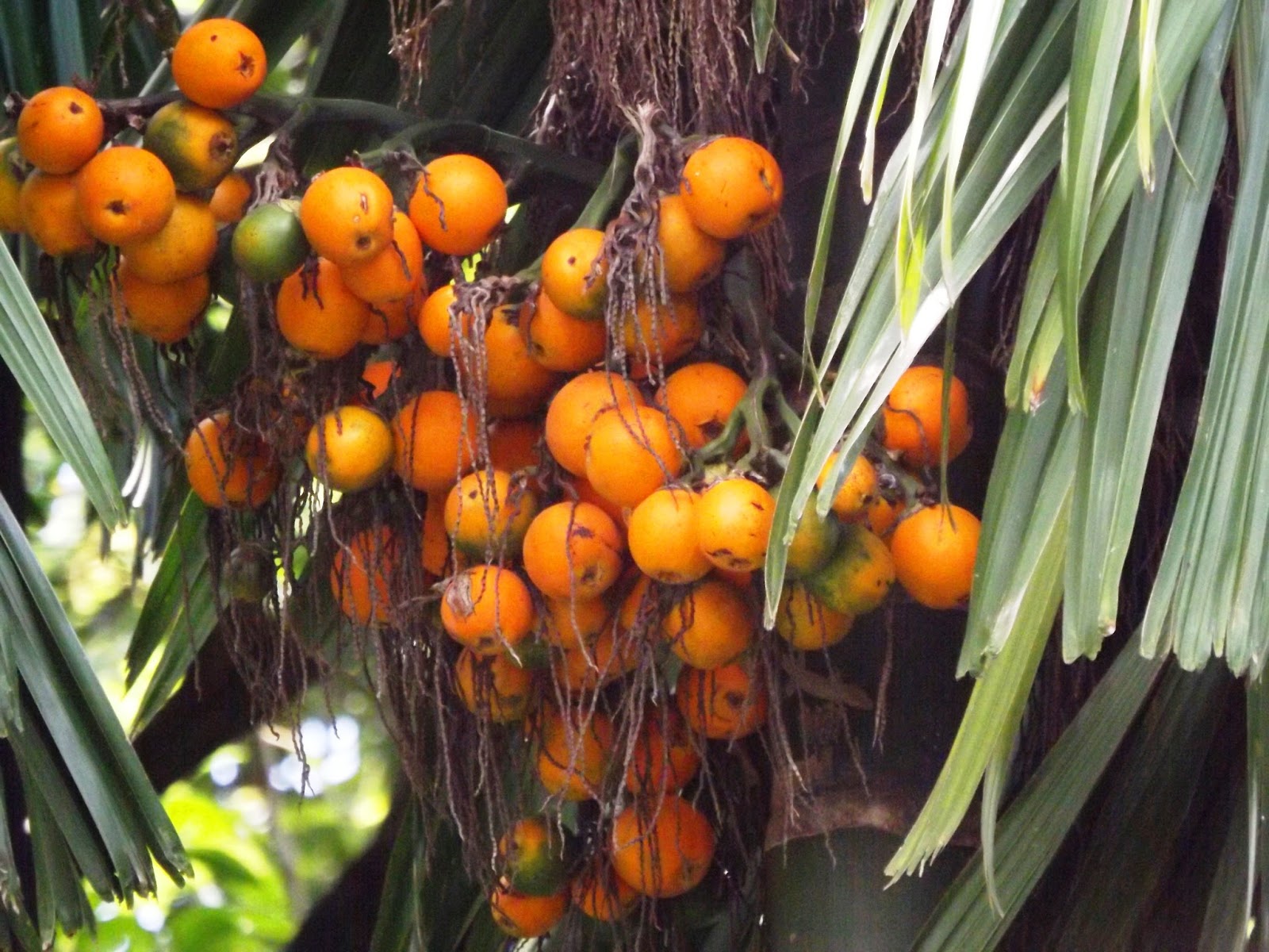 Shupari, Betel nut or Areca nut, Areca catechu