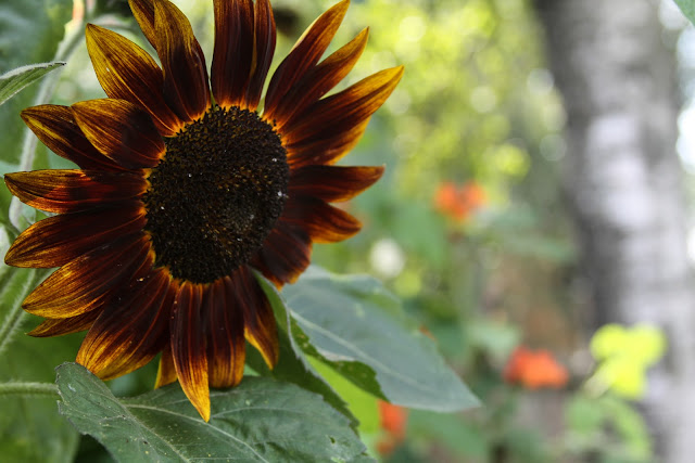 sunflowers, garden, summer, late summer, Anne Butera, My Giant Strawberry
