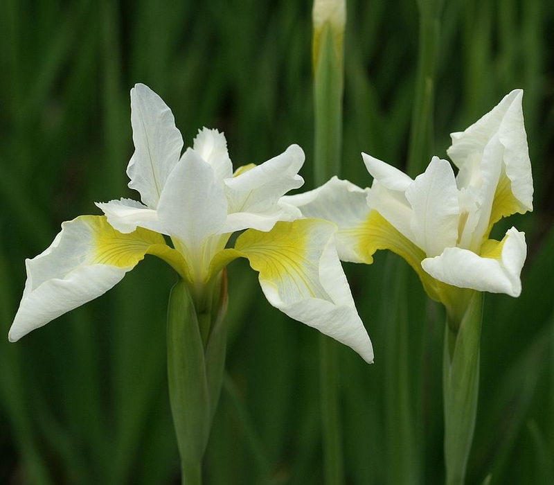 Faaxaal - Photos nature gratuites et libres de droits: Iris versicolore