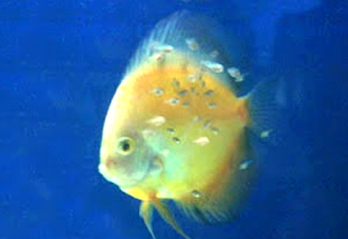 Burayak atau anak ikan discus Tahap terakhir anakan ikan discus menetas
