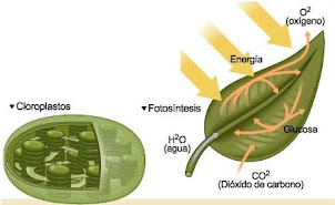 Organismos fotosintetizadores