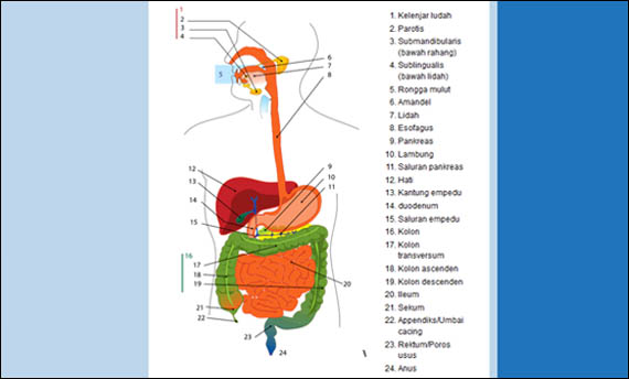 6 Organ Pencernaan  Manusia  Gambar  Fungsi dan Bagian 