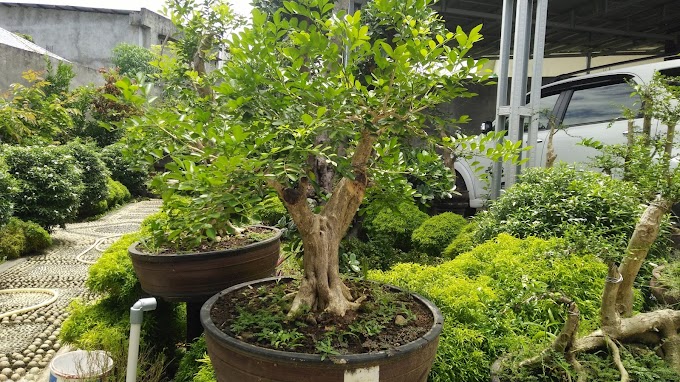 CIRI-CIRI & KEUNGGULAN BONSAI KEMUNING