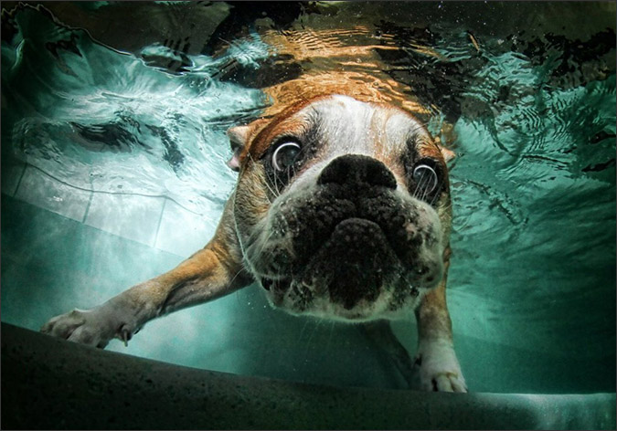 Notes from the Pack - a dog blog. Funny underwater dog photos by Little Friends Photo.