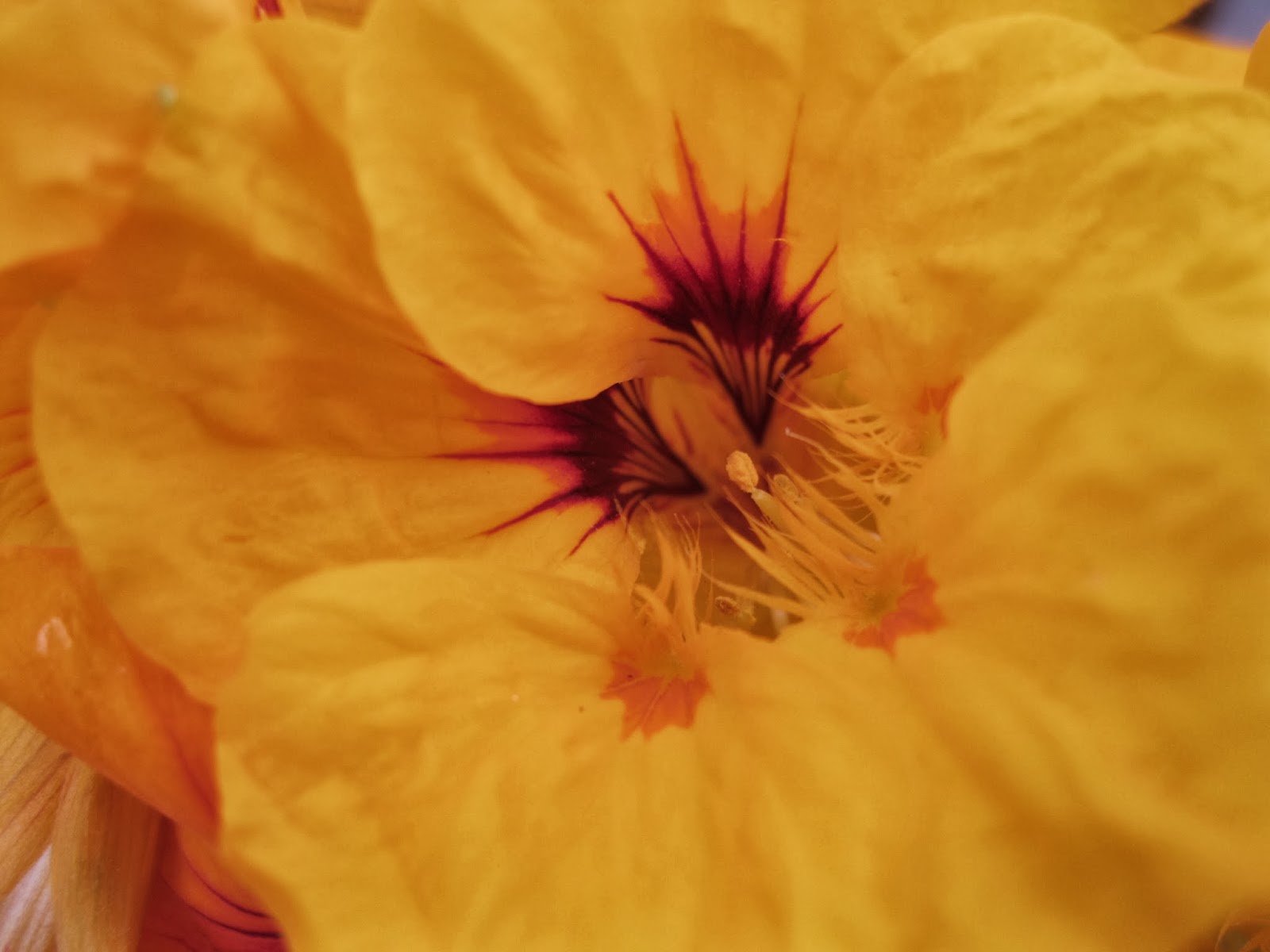 Simply Chickadees Fireweed Jelly & Nasturtium Jelly Recipe
