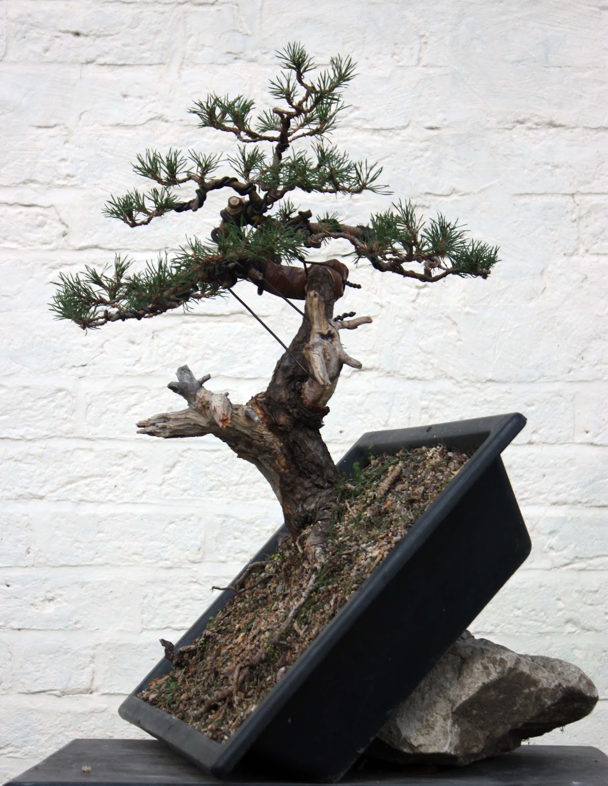 Yamadori Art UK Yamadori Scotts Pine First Styling!