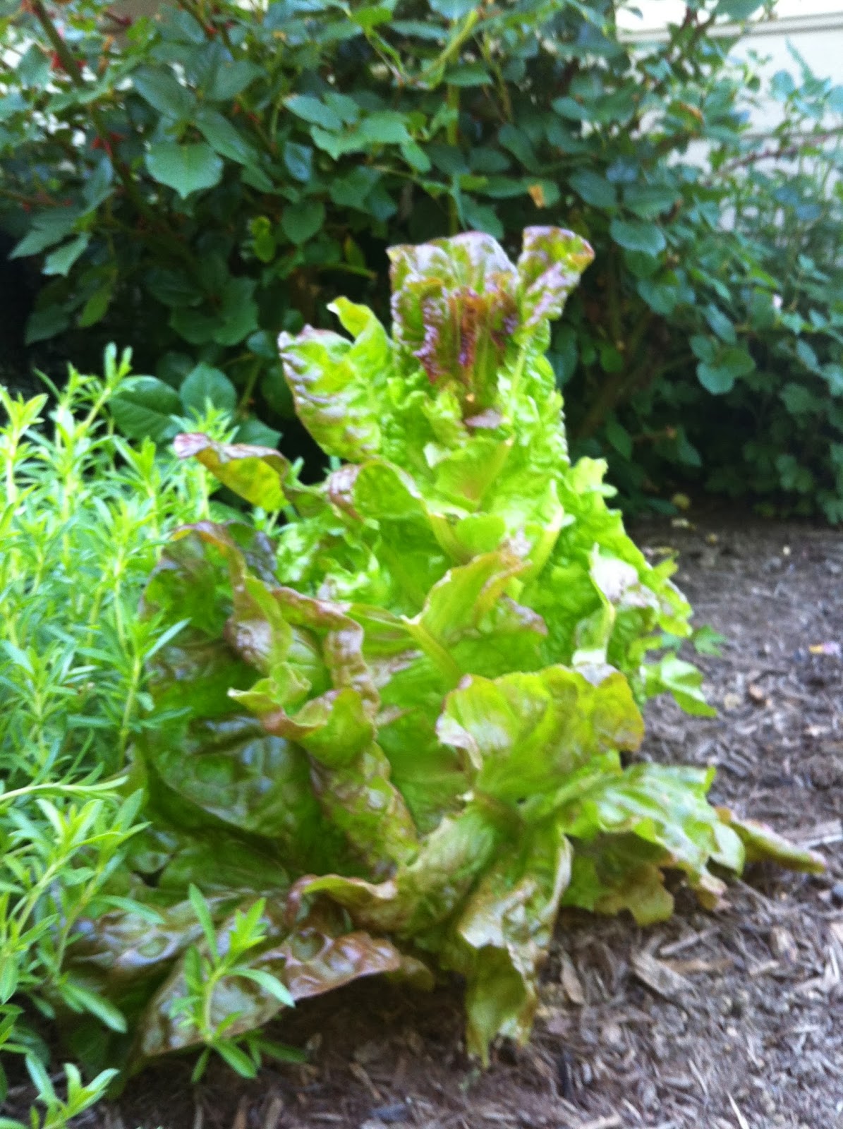 Victory garden on the golf course nutritional value of lettuce types