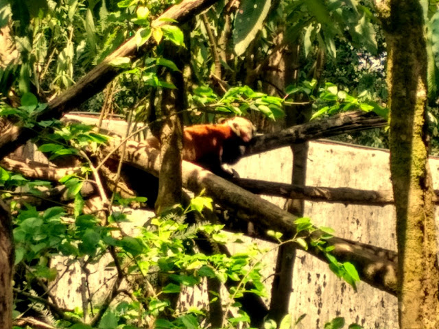 Red Panda at Padmaja Naidu Himalayan Zoological Park Red Panda at Padmaja Naidu Himalayan Zoological Park