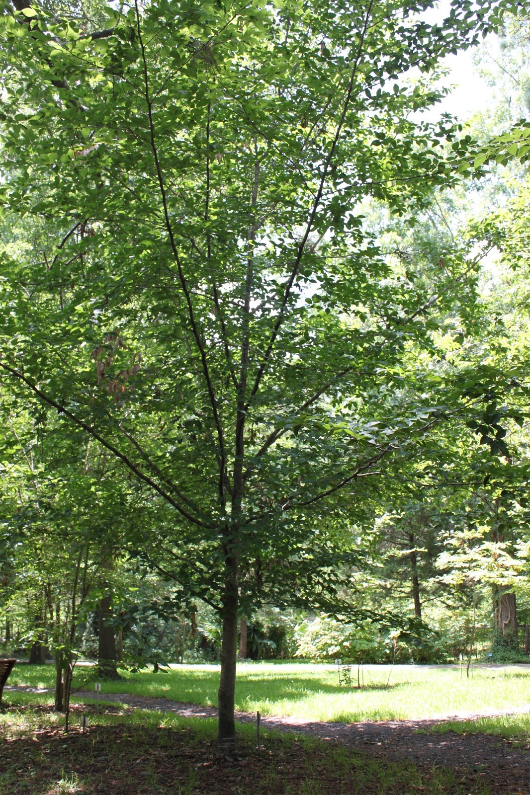 Centenary College Arboretum: Tree of the Week: American Beech (Fagus ...
