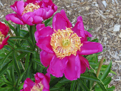 peony