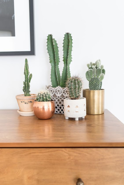 Pon un CACTUS en tu vida Pon un CACTUS en tu vida
