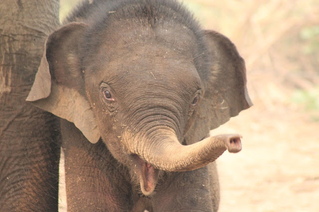 Totally adorable photos of baby elephants