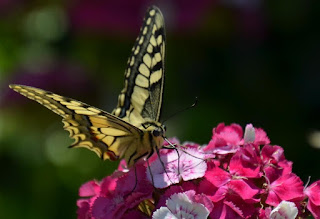 Schwalbenschwanz, Dovetail, swaelstert, përputhen, dovetail Schmetterling, mariposa, butterfly, fluture, papillon, бабочка, con bướm, motýl, fjäril, kupu-kupu, féileacán, farfalla, Leptir, drugelis, пеперутка, motyl,
