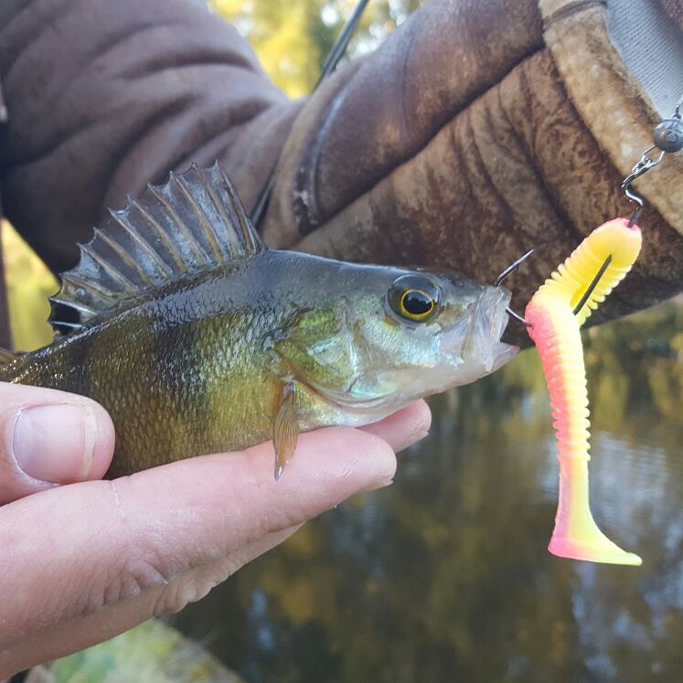 Ben Bassett Fishing Canal Pike & Slob Trout