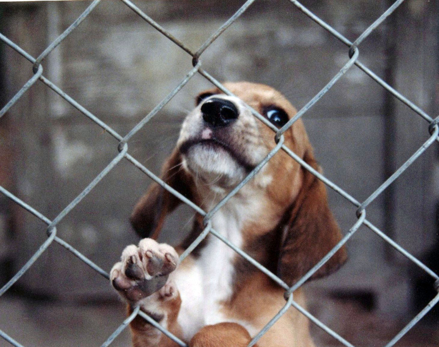 Living Life On Main Street Fences for Animals