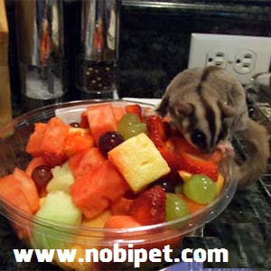 CÁCH NUÔI SUGAR GLIDER – SÓC BAY ÚC TỪ A - Z huong-dan-cach-nuoi-soc-bay-uc-sugar-glider-cam-nang-cham-soc-10