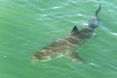 Mi blog sobre tiburones
