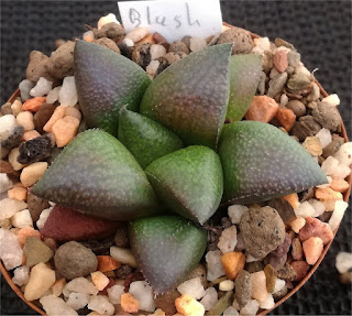 Haworthia 