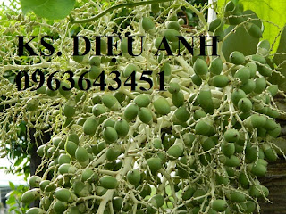 Cung cấp cây giống cau: Cau tứ quý, cau tứ thời, cau lai, cau liên phòng, cau lùn chuẩn, giá tốt Cung cấp cây giống cau: Cau tứ quý, cau tứ thời, cau lai, cau liên phòng, cau lùn chuẩn, giá tốt
