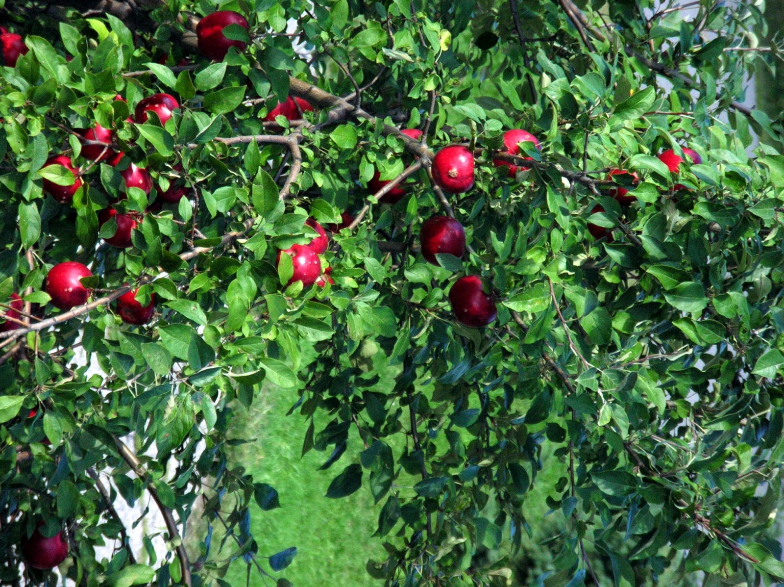 HD Wallpapers fruits with tree hd wallpapers