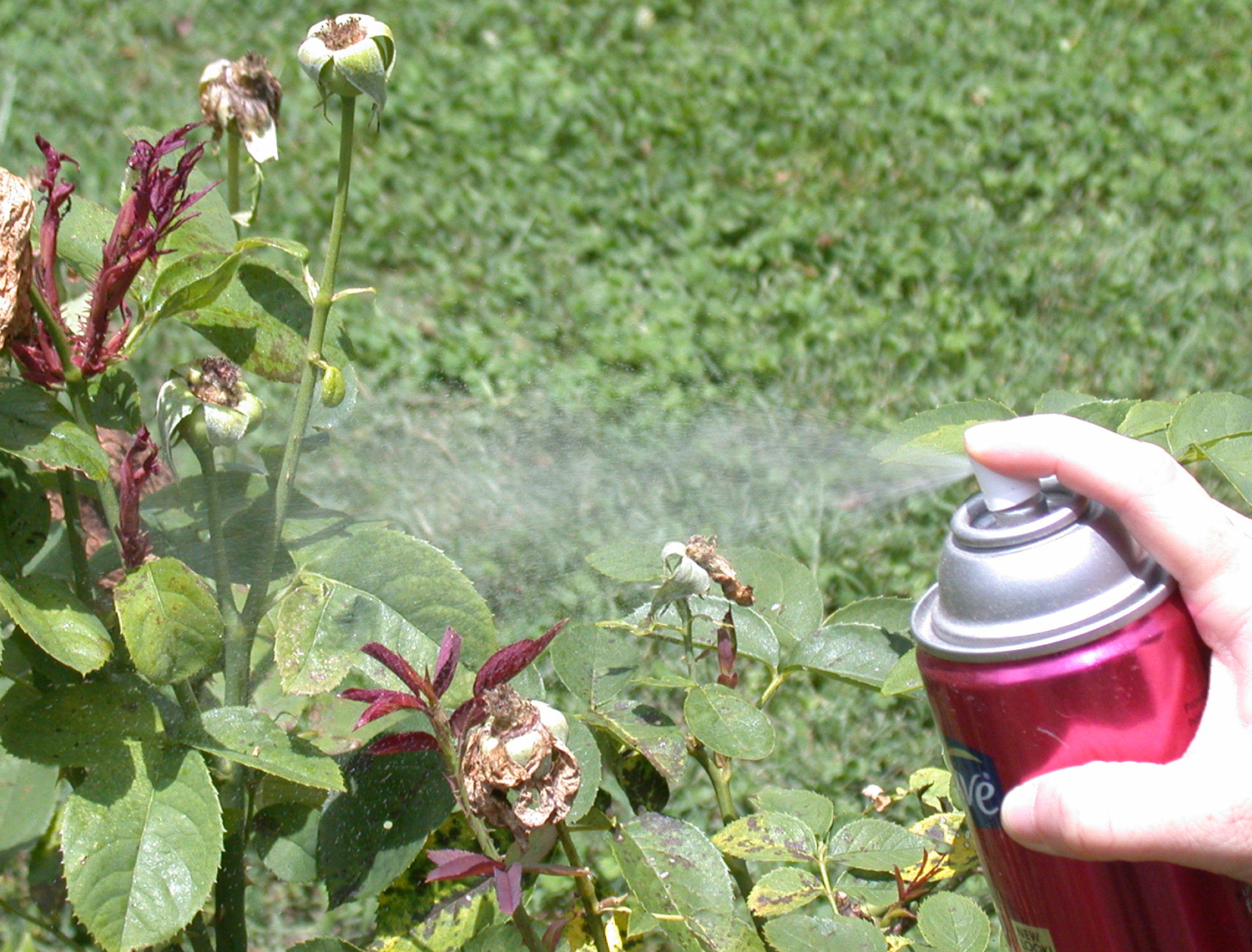 Piedmont NC Gardening: Here it Comes - Rose Rosette Disease
