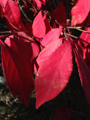 Close up of Euonymus alatus displaying red autumn leaf colour