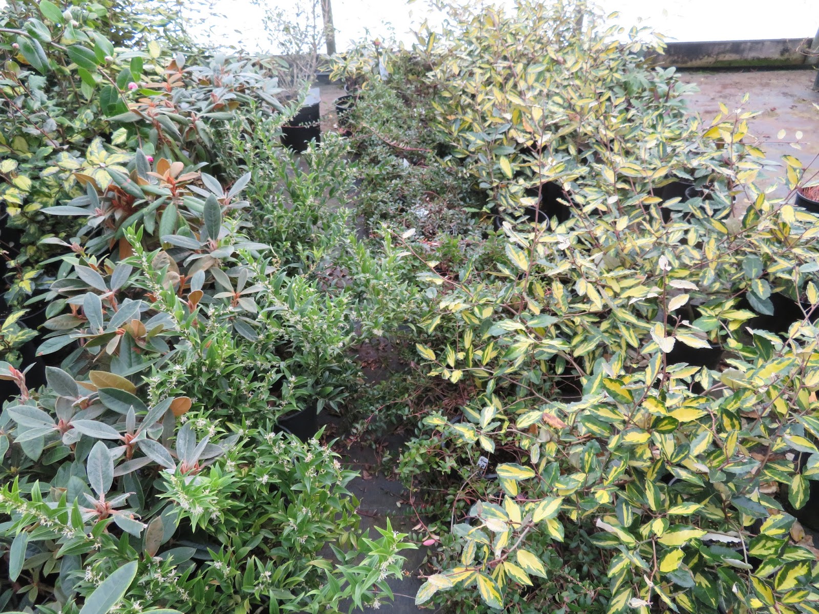 Blog Of An Ancient Gardener Deer Country Flowering Quince A