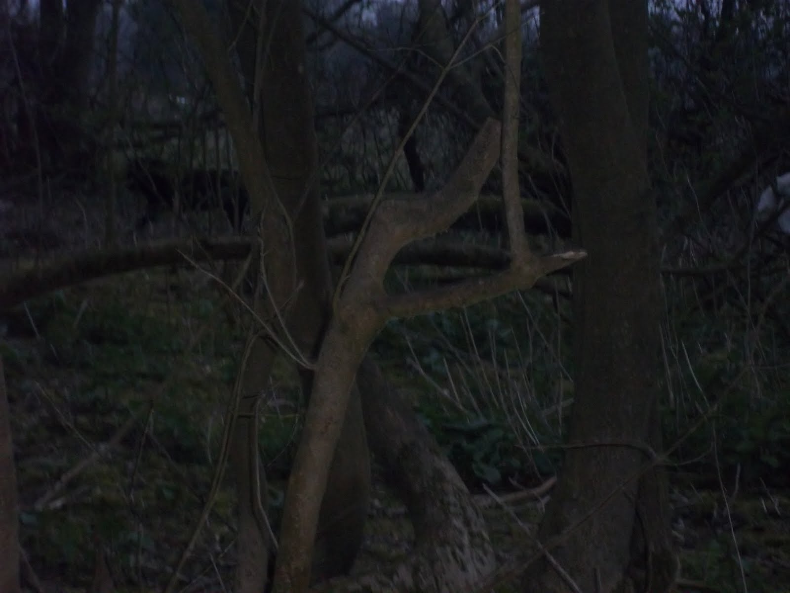 bigcatdetective Sussex big cat seen on downs/photo bigcatdetective Sussex big cat seen on downs/photo