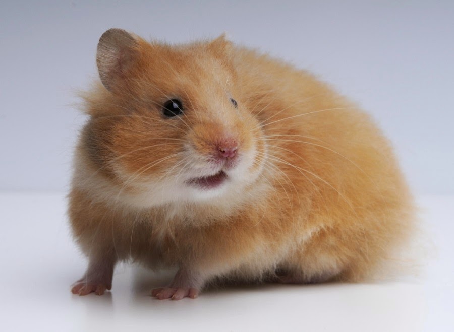 Cutest Hamster Pictures Ever Seen on the Internet.