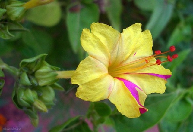 Pictures Of Beautiful Hibiscus Flowers Pictures Of Beautiful Hibiscus Flowers