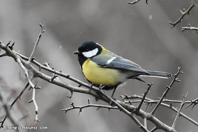 Mallerenga carbonera (Parus major)