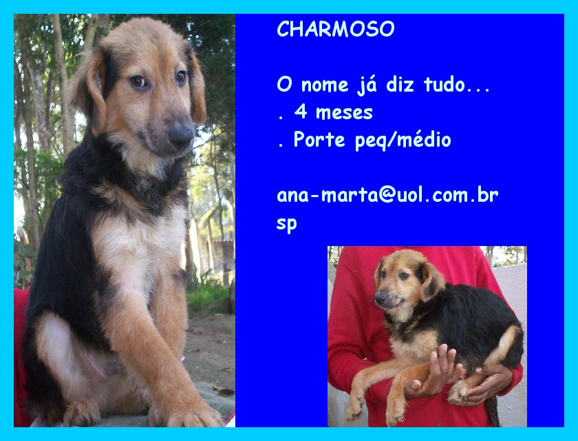 Adota se cachorro Clearance