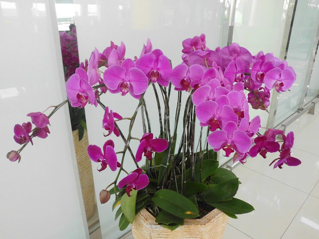 Pink Moon Orchid (Phalaenopsis amabilis)